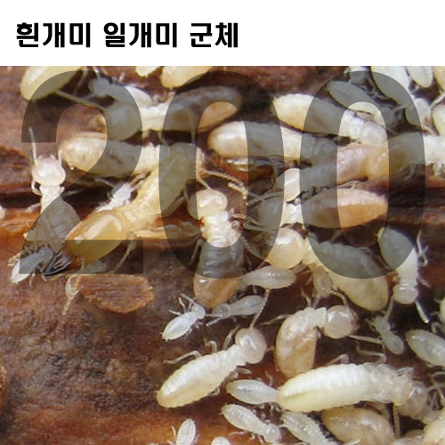 흰개미 일개미 (300마리)