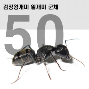 검정왕개미