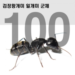 검정왕개미 일개미 (100마리)