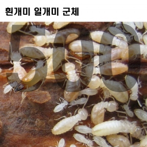 흰개미 일개미 (500마리)